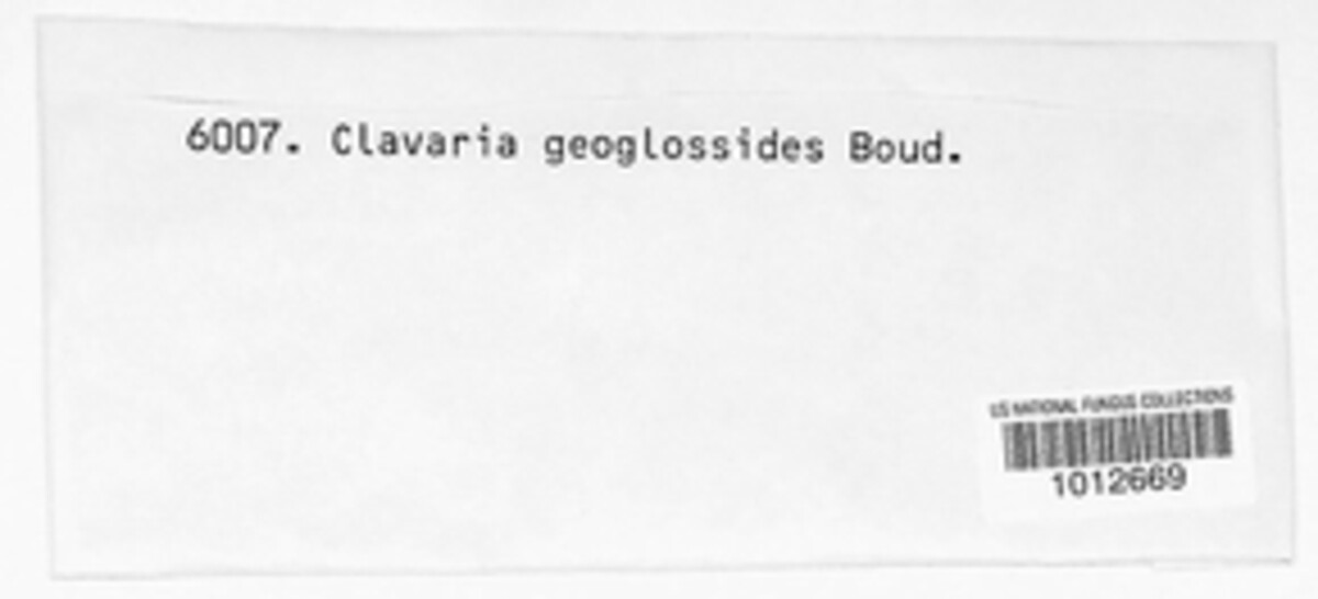 Clavulinopsis helvola image